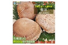 芳醇な香り＆超肉厚　愛媛県産原木椎茸「霧源（MUGEN）」