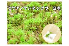 コウヤノマンネングサ [Climacium japonicum] 人工栽培品種 3本