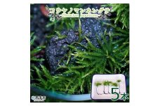 コウヤノマンネングサ [Climacium japonicum] 人工栽培品種 5本