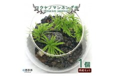 初めてでも簡単！10分で作れる　コウヤノマンネングサの岩作成キット ★作り方動画付