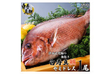 津本式究極の血抜き×白寿真鯛 セミドレス １尾（約1.5kg）