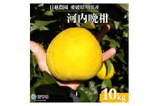 日越農園 愛媛県明浜産 河内晩柑 10kg
