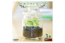 「めでる」シリーズ：苔テラリウム制作キット コウヤノマンネングサ 3本パック