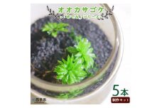 「めでる」シリーズ：苔テラリウム制作キット オオカサゴケ 5本パック