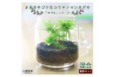 「めでる」シリーズ：苔テラリウム制作キット オオカサゴケ&コウヤノマンネングサ 混合パック