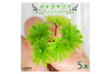オオカサゴケ [Rhodobryum giganteum] 苔テラリウム用人工栽培品種 5本パック