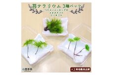 コウヤノマンネングサ・オオカサゴケ・ヒノキゴケの苔テラリウム用3種パック 人工栽培最高品質