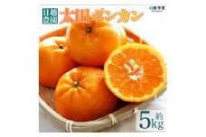 日越農園 愛媛県明浜産 太田ポンカン ５kg