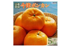 日越農園 愛媛県明浜産 今津ポンカン　５kg
