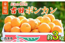 ＜愛媛県明浜産 吉田ポンカン 家庭用 約3kg＞ 果物 くだもの フルーツ みかん ミカン 柑橘 吉田ぽんかん よしだぽんかん ヨシダポンカン 訳あり ご自宅用 特産品 愛媛県 西予市【常温】
