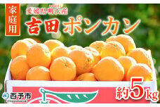 ＜愛媛県明浜産 吉田ポンカン 家庭用 約5kg＞ 果物 くだもの フルーツ みかん ミカン 柑橘 吉田ぽんかん よしだぽんかん ヨシダポンカン 訳あり ご自宅用 特産品 愛媛県 西予市【常温】