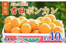 ＜愛媛県明浜産 吉田ポンカン 家庭用 約10kg＞ 果物 くだもの フルーツ みかん ミカン 柑橘 吉田ぽんかん よしだぽんかん ヨシダポンカン 訳あり ご自宅用 特産品 愛媛県 西予市【常温】
