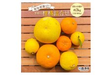 ＜旬をお届け！季節の柑橘詰合せ 2回定期便（1回約3kg×2回 合計約6kg）＞みかん ミカン 詰め合わせ つめあわせ 蜜柑 果物 フルーツ お楽しみ 食べ比べ 特産品 愛媛県 西予市【常温】