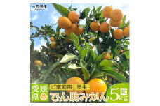 愛媛県西宇和産　でん助みかん（早生） ５kg　ご家庭用