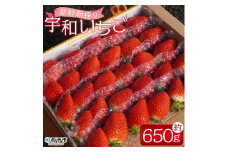 ＜農家厳選 新鮮朝採り 宇和いちご 1箱（約650g）＞イチゴ 苺 果物 フルーツ くだもの ストロベリー かおりの かおり野 直送 かんちゃん農園 愛媛県 西予市【冷蔵】『2026年2月下旬～5月末迄に順次出荷予定』
