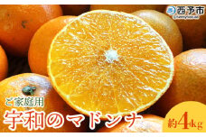 紅まどんなと同品種！＜宇和のマドンナ 約4kg ご家庭用＞ 訳あり 自宅用 フルーツ 果物 柑橘 みかん ミカン 蜜柑 愛媛果試第28号 南予園芸 特産品 産地直送 愛媛県 西予市【常温】『2023年12月中旬～2024年1月中旬迄に順次出荷予定』
