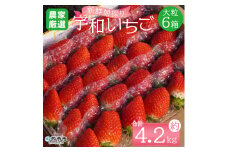 ＜農家厳選 新鮮朝採り宇和いちご 大粒 6箱（約4.2kg）＞イチゴ 苺 果物 フルーツ くだもの ストロベリー かおりの かおり野  直送 かんちゃん農園 愛媛県 西予市【冷蔵】『2026年2月下旬～5月末迄に順次出荷予定』