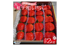 ＜農家厳選 新鮮朝採り 宇和いちご 大粒 3箱（合計約2kg）＞ イチゴ 苺 果物 フルーツ ストロベリー かおりの かおり野 直送 かんちゃん農園 愛媛県 西予市【冷蔵】『2026年2月上旬～5月末迄に順次出荷予定』