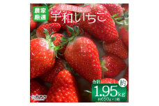 ＜農家厳選 新鮮朝採り宇和いちご（約650g×3箱）＞ イチゴ 苺 果物 フルーツ くだもの ストロベリー かおりの かおり野 直送 かんちゃん農園 愛媛県 西予市【冷蔵】『2026年2月下旬～5月末迄に順次出荷予定』