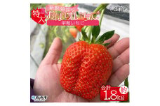 ＜農家厳選 新鮮朝採り 宇和いちご 特大サイズ おばけいちご 3箱(約1.8kg)＞ イチゴ 大粒 果物 苺 ストロベリー 産地直送 旬 期間限定 数量限定 かんちゃん農園 愛媛県 西予市 【冷蔵】『2026年2月下旬～4月迄に順次出荷予定』