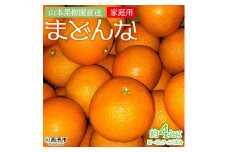 紅まどんなと同品種！＜まどんな 約4kg（家庭用・M～3Lサイズ混合）＞果物 オレンジ フルーツ 柑橘 みかん 愛果28号 マドンナ 自宅用 食べて応援 特産品 産地直送 山本果樹園 西宇和 三瓶産 愛媛県 西予市【常温】