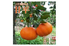 三好農園直送　愛媛県西予市産　極上柑橘「甘平」家庭用 ～ぷりぷり食感～ 約４kg