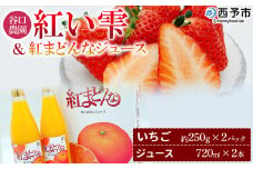 ＜谷口農園のいちご「紅い雫」約500g(約250g×2パック)＆紅まどんなジュース720ml×2本セット＞イチゴ 果物 フルーツ 紅マドンナ ストレートジュース 果汁100％ フジ・アグリフーズ 愛媛県 西予市【冷蔵】