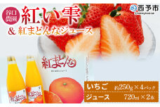 ＜谷口農園のいちご「紅い雫」約1kg(約250g×4パック)＆紅まどんなジュース720ml×2本セット＞イチゴ 果物 フルーツ 紅マドンナ ストレートジュース 果汁100％ フジ・アグリフーズ 愛媛県 西予市【冷蔵】