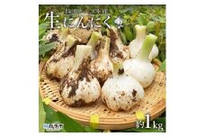 収穫時期の数日しか流通しない幻の新鮮にんにく　四国カルスト産　生にんにく　1ｋｇ