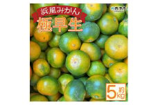 浜風みかん　極早生　５kg