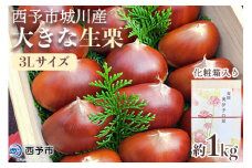 【数量限定・締切9月15日】＜西予市城川産 大きな生栗 3Lサイズ 約1kg（化粧箱入り）＞ くり 特大 大粒 マロン 焼き栗 栗ご飯 モンブラン 特産品 メニークエスト 愛媛県 西予市【冷蔵】『9月20日以降～9月末頃迄に順次出荷予定』