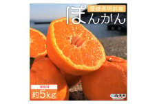 安樹屋　愛媛県明浜産　ポンカン　５kg（家庭用）