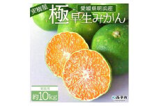 安樹屋　愛媛県明浜産　極早生みかん　10kg（家庭用）