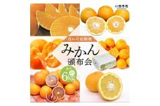 ＜6か月定期便 みかん頒布会 3種×約2kg＞ 果物 フルーツ みかん ミカン 柑橘 柿 オレンジ まどんな ブラッドオレンジ なつみ はるか ネーブル ポンカン 甘夏 食べて応援 特産品 愛媛県 西予市【常温】『2025年12月に第1回目を順次出荷予定』