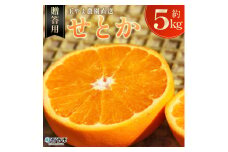 ＜玉やま農園直送 せとか 約5kg 贈答用＞ 数量限定 期間限定 5キロ みかん ミカン 蜜柑 柑橘 フルーツ 果物 果実 くだもの 特産品 甘い ジューシー 旬 ギフト 贈り物 プレゼント 愛媛県 西予市 【常温】