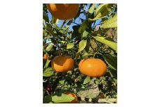三好農園直送　愛媛県西予市産　極上柑橘「甘平」贈答用 ～ぷりぷり食感～ 