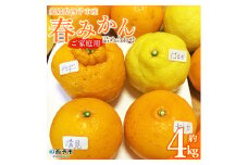 三好農園直送　愛媛県西予市産 春みかん詰合せ 家庭用 約４kg