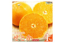 三好農園直送　愛媛県西予市産 秀逸柑橘「せとか」 家庭用　約４kg