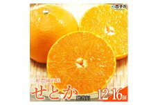 三好農園直送　愛媛県西予市産 秀逸柑橘「せとか」 贈答用　約４kg