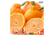 三好農園直送　愛媛県西予市産 「不知火」贈答用 ～酸味がアクセント～ 約５kg