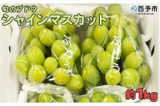 予約受付＜旬のブドウ「シャインマスカット」約1kg＞ 果物 フルーツ ぶどう 葡萄 種無し たねなし 皮ごと 甘い おいしい 食べやすい 期間限定 季節限定 食べて応援 特産品 愛媛県 西予市【冷蔵】