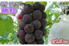 予約受付＜旬のブドウ 西予市産 藤稔 約1.5kg＞ 選べる 果物 フルーツ ぶどう 葡萄 ふじみのり あっさり 黒系 食べやすい おいしい 大粒 期間限定 季節限定 食べて応援 特産品 愛媛県 西予市【冷蔵】
