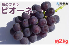 予約受付 ＜旬のブドウ「ピオーネ」約2kg＞ 選べる 果物 フルーツ ぶどう 葡萄 甘い おいしい 期間限定 季節限定 食べて応援 特産品 愛媛県 西予市【冷蔵】『2025年8月中旬～9月上旬迄に順次出荷予定』