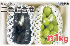 ＜旬のブドウ 西予市産 二色詰合せセット 約1kg＞ 果物 フルーツ ぶどう 葡萄 2種類 セット 詰め合わせ つめあわせ 食べ比べ お楽しみ 期間限定 季節限定 食べて応援 特産品 愛媛県 西予市【冷蔵】『2025年8月中旬～8月下旬迄に順次出荷予定』