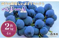 ＜西予の美味しいぶどう セレクトセット／ベリーA 約2kg＞ 果物 くだもの フルーツ ぶどう 葡萄 ブドウ セット 野菜ソムリエ 食べて応援 特産品 産地直送 西予ぶどう倶楽部 愛媛県 西予市【冷蔵】