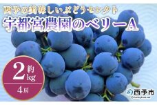 ＜西予の美味しいぶどう セレクトセット／ベリーA 約2kg（宇都宮農園）＞ 果物 くだもの フルーツ ぶどう 葡萄 ブドウ セット 野菜ソムリエ 食べて応援 特産品 産地直送 西予ぶどう倶楽部 愛媛県 西予市【冷蔵】