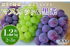 ＜西予の美味しいぶどう セレクトセット／マスカット＆黒系 約1.2kg＞ 果物 くだもの フルーツ ぶどう 葡萄 ブドウ セット 詰め合わせ つめあわせ 食べ比べ お楽しみ おまかせ 野菜ソムリエ 食べて応援 特産品 産地直送 西予ぶどう倶楽部 愛媛県 西予市【冷蔵】