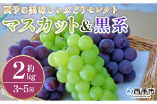 ＜西予の美味しいぶどう セレクトセット／マスカット＆黒系 約2kg＞ 果物 くだもの フルーツ ぶどう 葡萄 ブドウ セット 詰め合わせ つめあわせ 食べ比べ お楽しみ おまかせ 野菜ソムリエ 食べて応援 特産品 産地直送 西予ぶどう倶楽部 愛媛県 西予市【冷蔵】