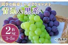 ＜西予の美味しいぶどう セレクトセット／青系＆黒系 約2kg＞ 果物 くだもの フルーツ ぶどう 葡萄 ブドウ セット 詰め合わせ つめあわせ 食べ比べ お楽しみ おまかせ 野菜ソムリエ 食べて応援 特産品 産地直送 西予ぶどう倶楽部 愛媛県 西予市【冷蔵】『8月中旬から9月下旬迄に順次出荷予定』