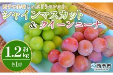 ＜西予の美味しいぶどう セレクトセット／シャインマスカット＆クイーンニーナ 約1.2kg＞ 果物 くだもの フルーツ ぶどう 葡萄 ブドウ セット 食べ比べ 野菜ソムリエ 食べて応援 特産品 産地直送 西予ぶどう倶楽部 愛媛県 西予市【冷蔵】